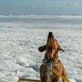 Dog-Friendly Beaches in the UK: Exercise and Safety Tips
