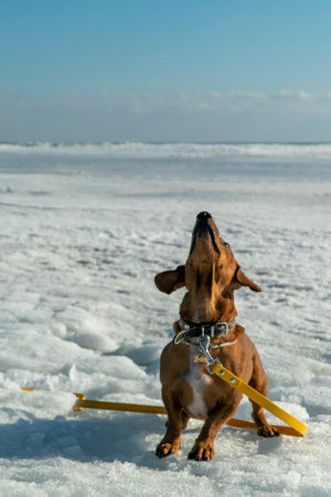 Dog-Friendly Beaches in the UK: Exercise and Safety Tips