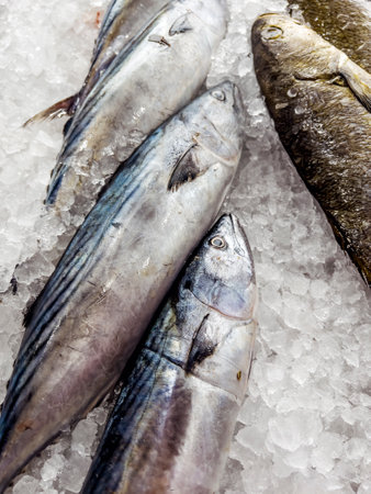 Common Diseases in UK Freshwater and Marine Fish: Prevention, Diagnosis, and Treatment