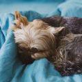 A Complete Guide to Pet Vaccinations in the UK: What Every Pet Owner Should Know