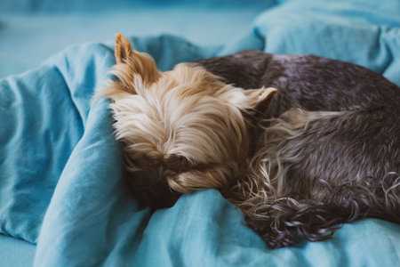 A Complete Guide to Pet Vaccinations in the UK: What Every Pet Owner Should Know
