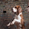 Top 20 Dog Rescue Centres in England: Locations, Reviews and How to Adopt