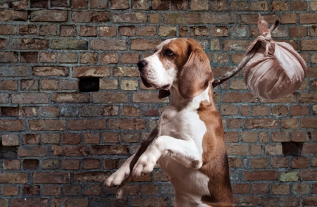 Top 20 Dog Rescue Centres in England: Locations, Reviews and How to Adopt