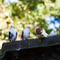 Common Mistakes in Feeding Pet Birds: What Every UK Bird Owner Should Avoid