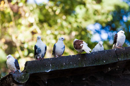Common Mistakes in Feeding Pet Birds: What Every UK Bird Owner Should Avoid