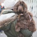 Recognising Signs of Grief in UK Children After the Loss of a Pet