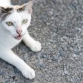 Maine Coon Cats: The Gentle Giants Winning Hearts Across the UK