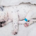 Understanding the UK Pet Vaccination Schedule: Protecting Your Cat or Dog