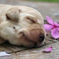 Understanding Pet Loss and Grief: A Guide for UK Pet Owners