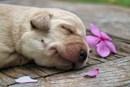 Understanding Pet Loss and Grief: A Guide for UK Pet Owners
