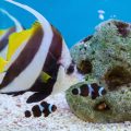 Essential Aquarium Maintenance Tips for British Fish Keepers