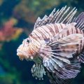 Selecting the Best Aquarium Plants for a Vibrant UK Fish Tank