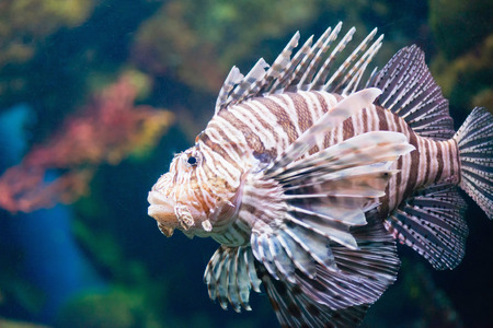 Selecting the Best Aquarium Plants for a Vibrant UK Fish Tank
