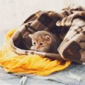 The Ultimate Guide to Pet First Aid Kits: Must-Have Supplies for UK Pet Owners