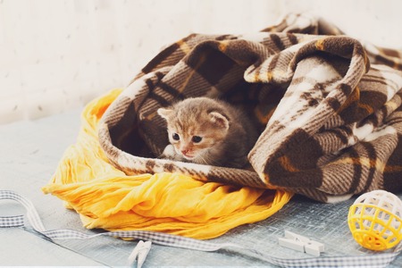 The Ultimate Guide to Pet First Aid Kits: Must-Have Supplies for UK Pet Owners