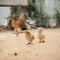 The Role of Environmental Enrichment in Preventing Bird Stress-Related Illnesses