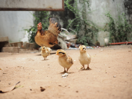 The Role of Environmental Enrichment in Preventing Bird Stress-Related Illnesses