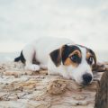 Pet-Friendly Rentals in the UK: Navigating Tenancy Laws and Your Rights as a Pet Owner