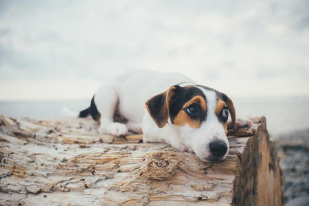 Pet-Friendly Rentals in the UK: Navigating Tenancy Laws and Your Rights as a Pet Owner