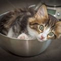Aggression in Cats: Causes, Prevention, and Management for British Households