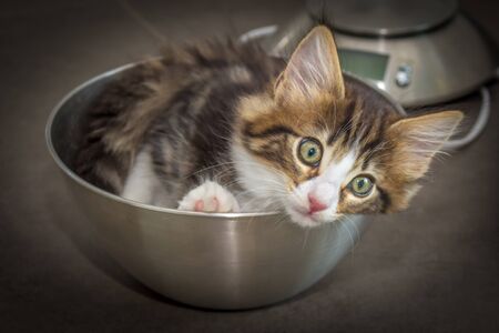 Aggression in Cats: Causes, Prevention, and Management for British Households
