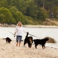 The Ultimate Guide to Travelling Across the UK with Your Pet: Tips, Destinations, and Legal Requirements