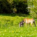 A Comprehensive Guide to Pet Insurance in the UK: Policies, Coverage, and Costs