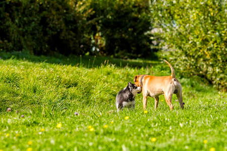A Comprehensive Guide to Pet Insurance in the UK: Policies, Coverage, and Costs