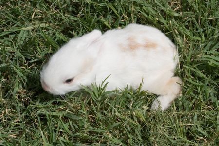 Essential Equipment and Accessories for Rabbit Owners in the United Kingdom