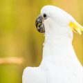 Top British Bird Breeds for Training and Social Enhancement