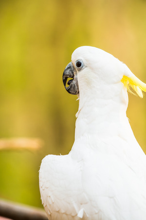 Top British Bird Breeds for Training and Social Enhancement
