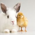 The Ultimate Guide to Feeding Guinea Pigs: Essential Diet Tips for UK Pet Owners