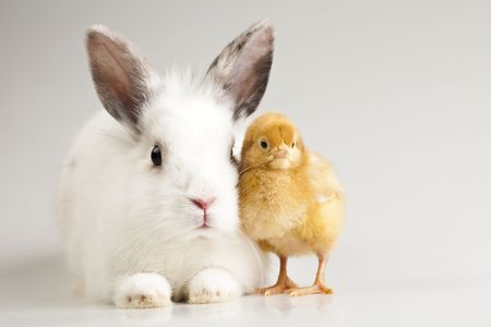 The Ultimate Guide to Feeding Guinea Pigs: Essential Diet Tips for UK Pet Owners