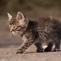 The Importance of Regular Feeding Schedules for UK Cats