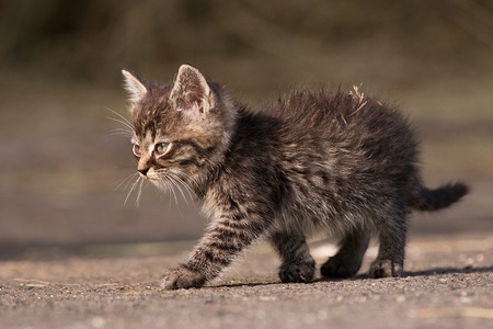 The Importance of Regular Feeding Schedules for UK Cats