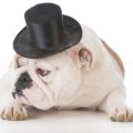 Understanding British Breed-Specific Grooming Needs for Dogs and Cats