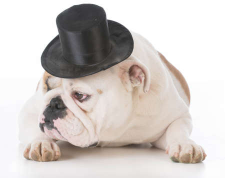 Understanding British Breed-Specific Grooming Needs for Dogs and Cats
