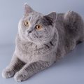 Exotic Shorthair Cats: The British Take on a Plush Feline Friend