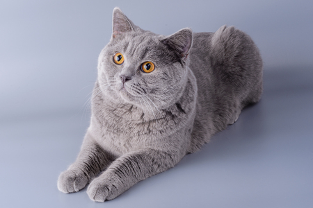 Exotic Shorthair Cats: The British Take on a Plush Feline Friend