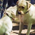 Best Dog-Friendly Parks and Walking Routes Across the UK