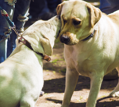 Best Dog-Friendly Parks and Walking Routes Across the UK