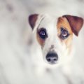 Travelling with Pets in the UK: Legal Requirements and Tips for Stress-Free Journeys