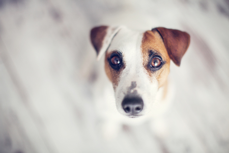 Travelling with Pets in the UK: Legal Requirements and Tips for Stress-Free Journeys