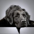 Raw Feeding for Dogs in the UK: Health Benefits, Risks, and How to Get Started