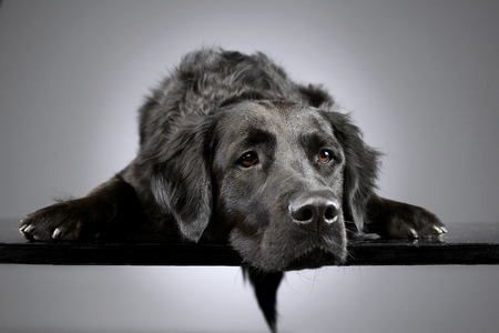 Raw Feeding for Dogs in the UK: Health Benefits, Risks, and How to Get Started