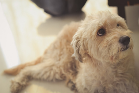 The Top Signs of Stress in Dogs and How UK Owners Can Help