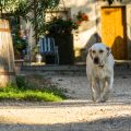 Rainy Day Dog Walking in Britain: Keeping Your Pup Happy and Healthy