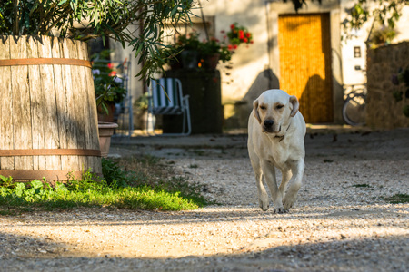 Rainy Day Dog Walking in Britain: Keeping Your Pup Happy and Healthy