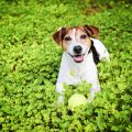 Seasonal UK Travel with Pets: Planning Summer Holidays, Winter Escapes, and Festive Road Trips