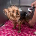 How to Bathe Your Dog Safely: Step-by-Step Advice for UK Pet Owners